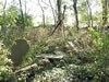 Charles Darnall Gravesite