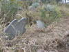 Robert and Jane Armstrong Markers